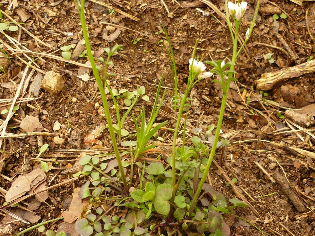 Cardamine hirsuta (Brassicaceae)